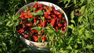 İslahiye: Tarihi ve Biber Yetiştiriciliği ile Öne Çıkan İlçe